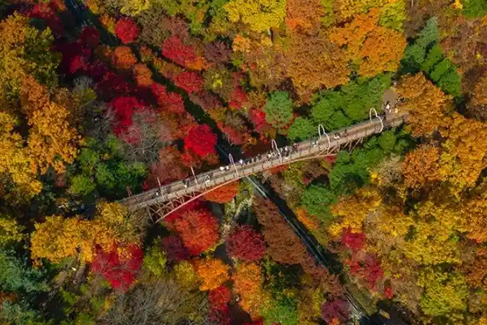 화담숲 가을 단풍시기 전경 구름다리