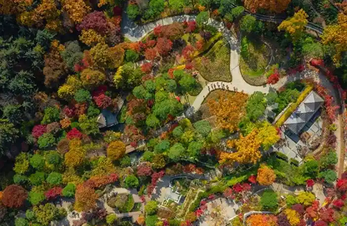 화담숲 가을 단풍, 예매부터 모노레일까지 알짜 정보 총정리