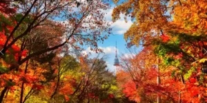 서울 단풍구경 데이트, 연인과 가볼만한 단풍명소, 카페 추천