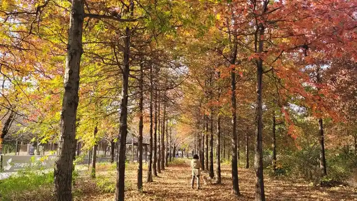 서울숲 도심속 피크닉과 단풍을 한번에 