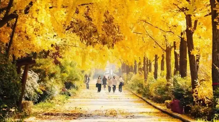 올림픽공원 위례성길 은행나무길