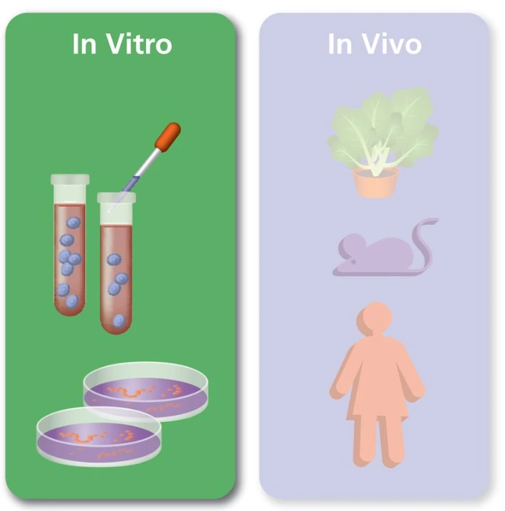 임상실험 사전실험 용어 In vitro·In vivo